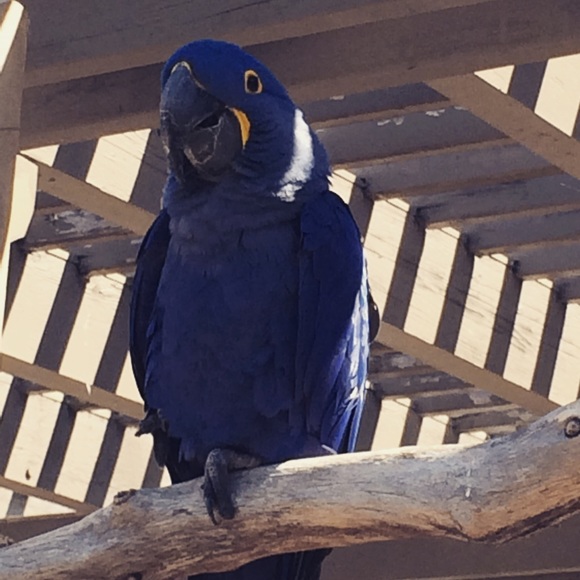 Meet your Posher, Abby