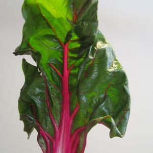 Meet your Posher, Joash