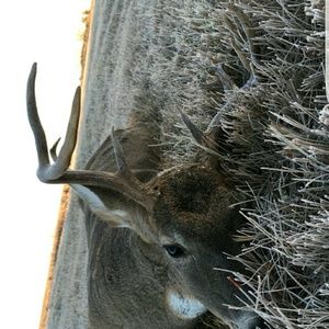 Meet your Posher, Charles