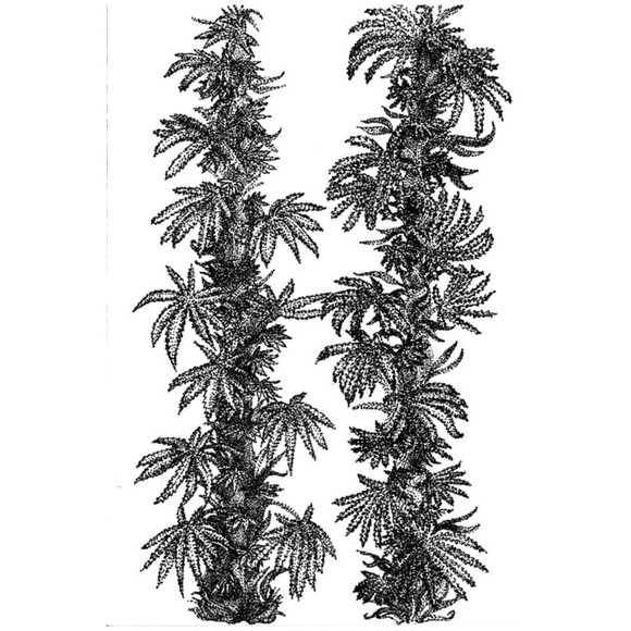 🍃Pot Leaf Art Print🍃