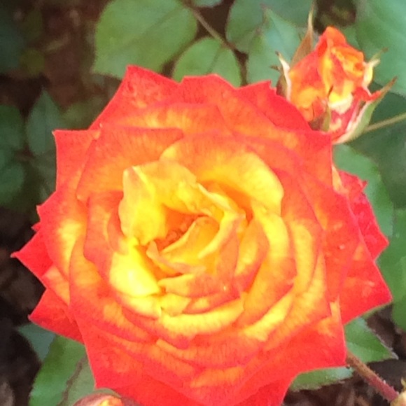 Meet your Posher, Jamie