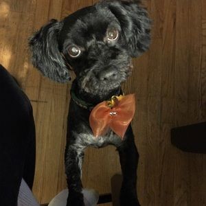 Meet your Posher, Gina