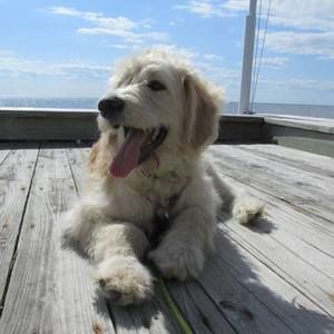 Meet your Posher, Renee