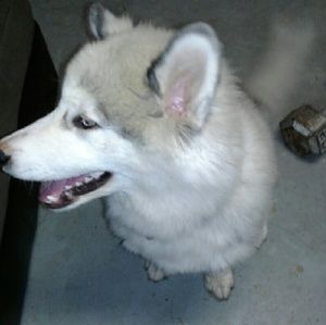 Meet your Posher, Kwane