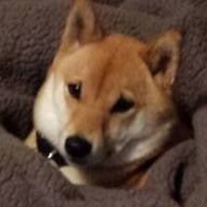 Meet your Posher, Joshua