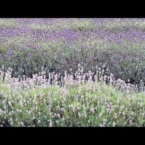 Meet your Posher, Fiona