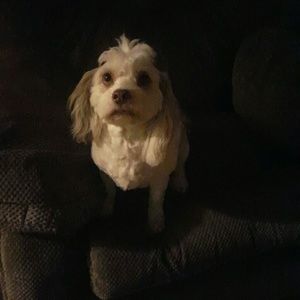 Meet your Posher, Damara