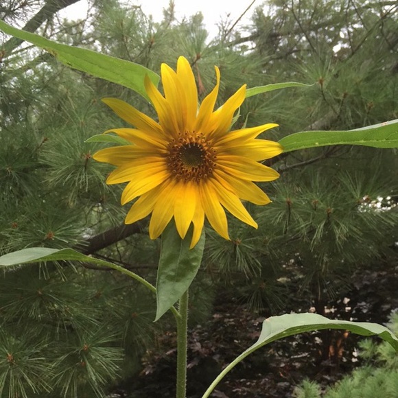 Meet your Posher, Rachel - Picture 1 of 1