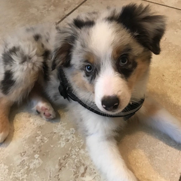 Meet your Posher, Amber - Picture 4 of 4