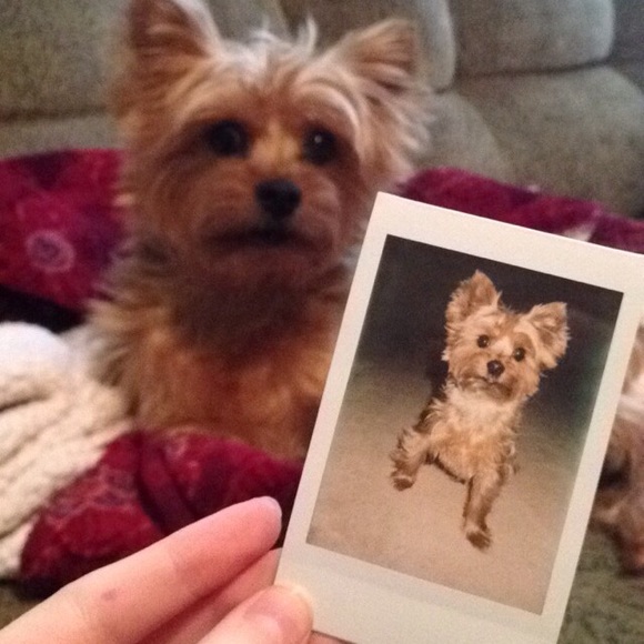 Meet your Posher, Amelia - Picture 2 of 4