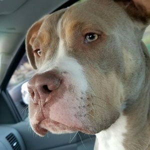 Meet your Posher, Angel