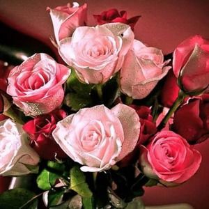 Meet your Posher, Sara