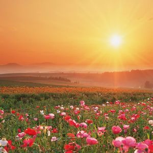 Meet your Posher, May