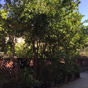 Meet your Posher, Duong