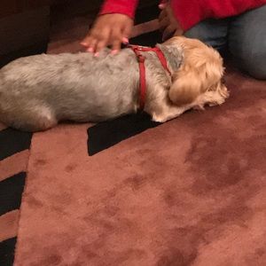 Meet your Posher, Dipti