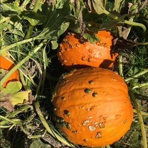 Meet your Posher, Jess