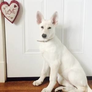 Meet your Posher, Shelly