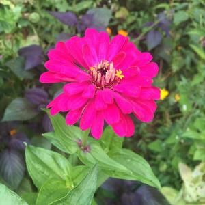 Meet your Posher, April