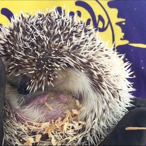 Meet your Posher, Kim