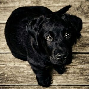 Meet your Posher, Jackson