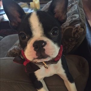 Meet your Posher, Dawn