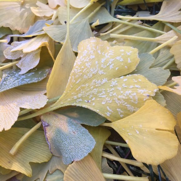 Fall leaves
