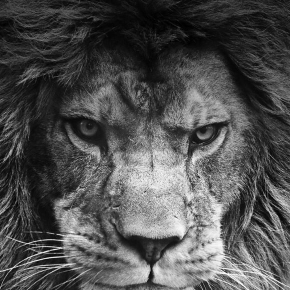 Meet your Posher, Tony - Picture 1 of 1