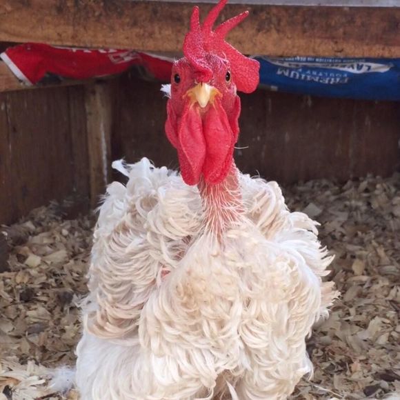 Meet your Posher, Tammy - Picture 1 of 1