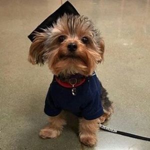 Meet your Posher, Ace