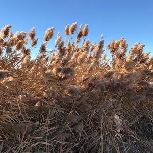 Meet your Posher, Phoebe