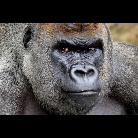 Meet your Posher, Alex - Picture 1 of 1