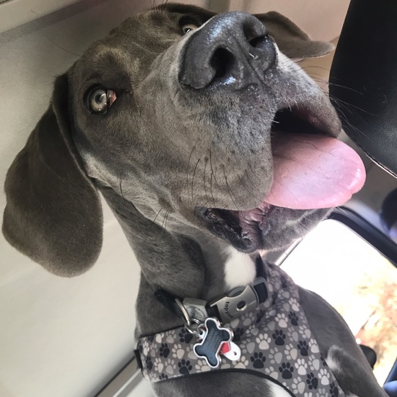 Meet your Posher, Trina - Picture 1 of 1