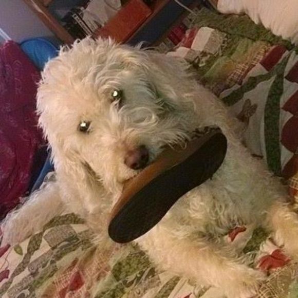 Meet your Posher, Billie - Picture 1 of 1