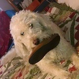 Meet your Posher, Billie