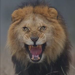 Meet your Posher, Nic