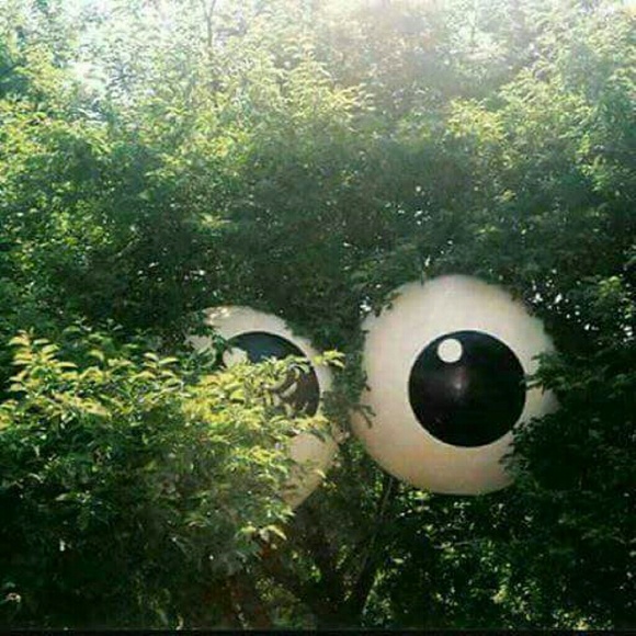 Meet your Posher, Sherika - Picture 1 of 1