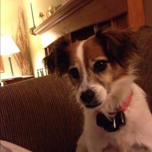 Meet your Posher, Abby