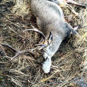 Meet your Posher, Chayse