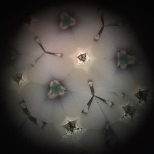 Meet your Posher, Riley