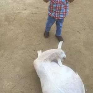 Meet your Posher, Rodolfo