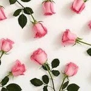 Meet your Posher, Harley catherine's