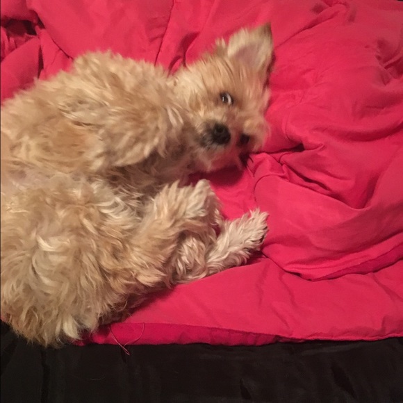 Meet your Posher, Annmarie - Picture 1 of 1