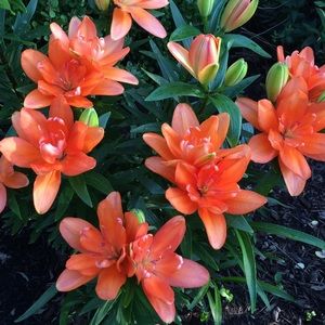 Meet your Posher, Hyeson