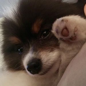 Meet your Posher, Erica