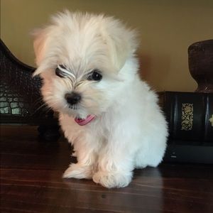 Meet your Posher, Tracy