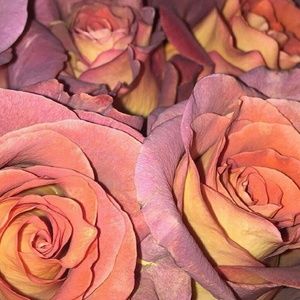 Meet your Posher, Meshach