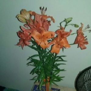 Meet your Posher, Alicia