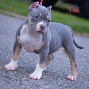 Meet your Posher, Sheldon