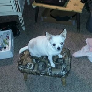 Meet your Posher, Janet