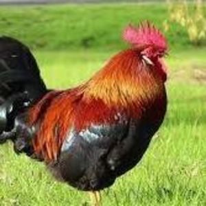 Meet your Posher, Jesse